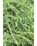 Ялівець звичайний Грінмантл / Грін Мантл | Можжевельник обыкновенный Гринмантл / Грин Мантл | Juniperus communis Greenmantle/Green Mantle